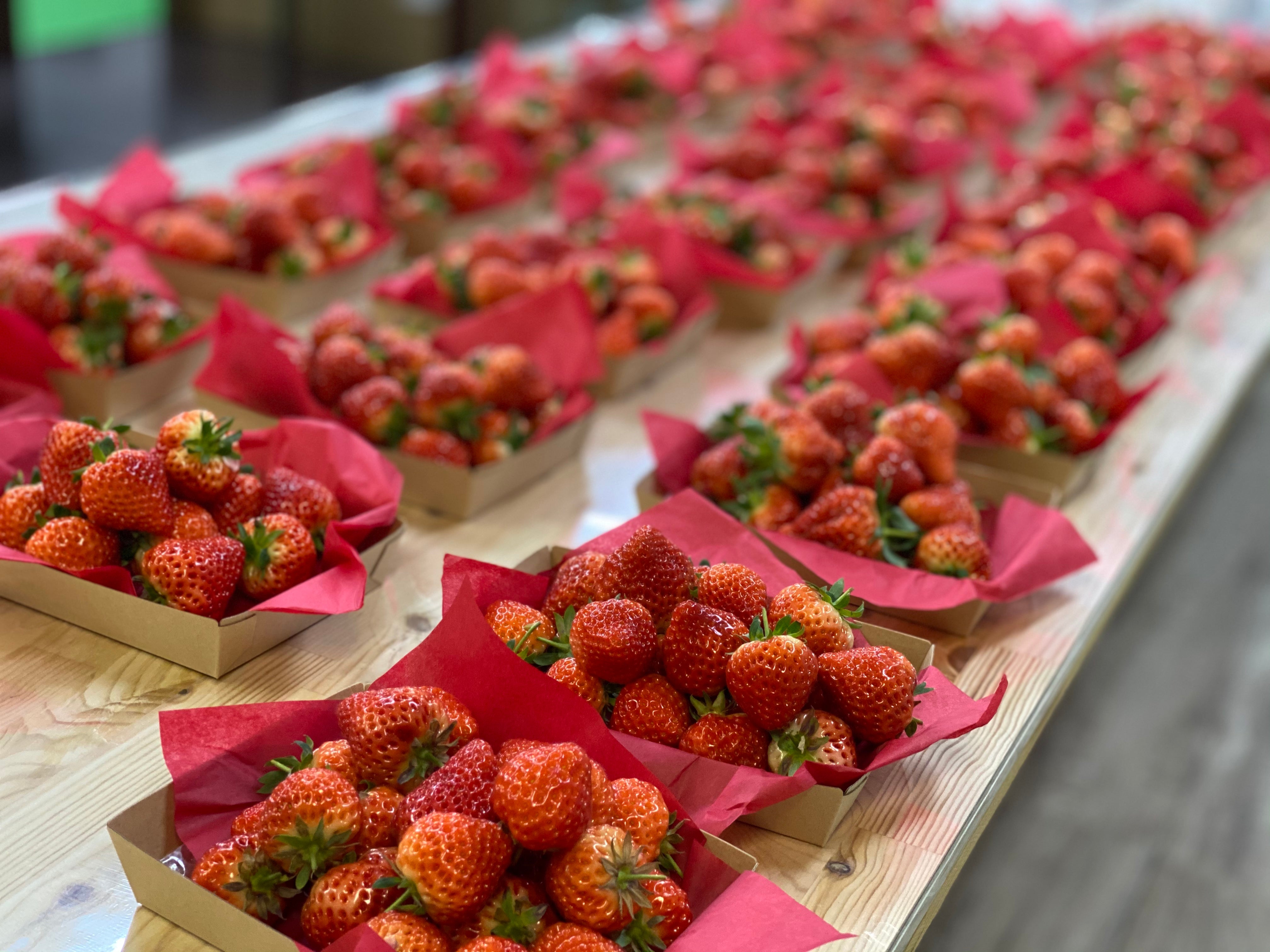 越後姫なら斉藤いちご園【越後通販 お取り寄せ いちご狩り】斉藤いちご