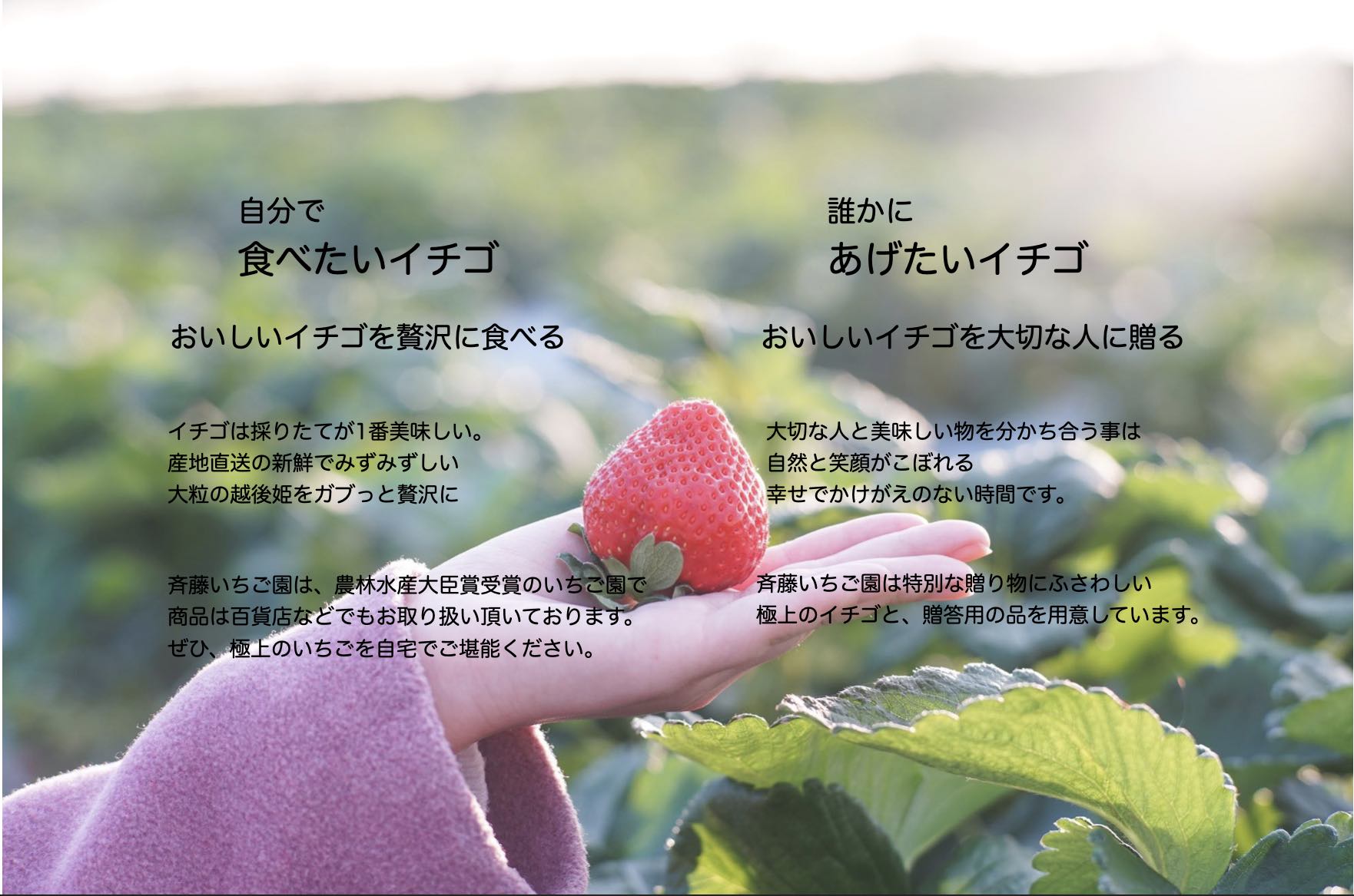 レッド①ルビー①姫②苺②さちさん専用 越後姫なら斉藤いちご園【越後通販 お取り寄せ いちご狩り】斉藤いちご